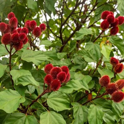 Achiote Planta 2